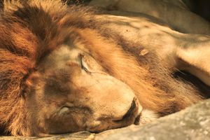 Lion Sleeping in the zoo from thailand