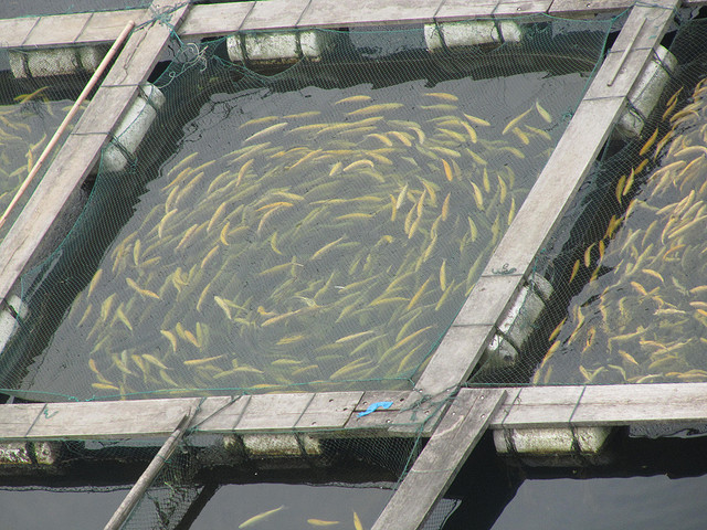 fish_farm