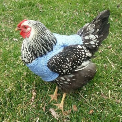 chicken-sweater12