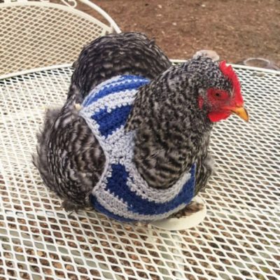chicken-sweater6