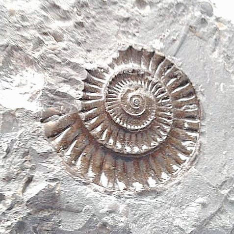 fossil-stone1